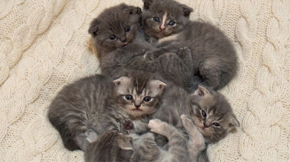 Очаровательные котята Скоттиш-фолд ищут любящих хозяев!
