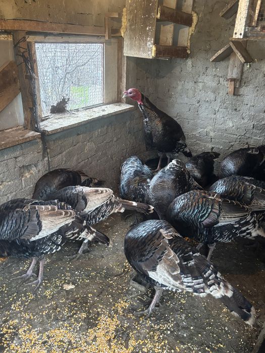 продавам Пуйки Големи