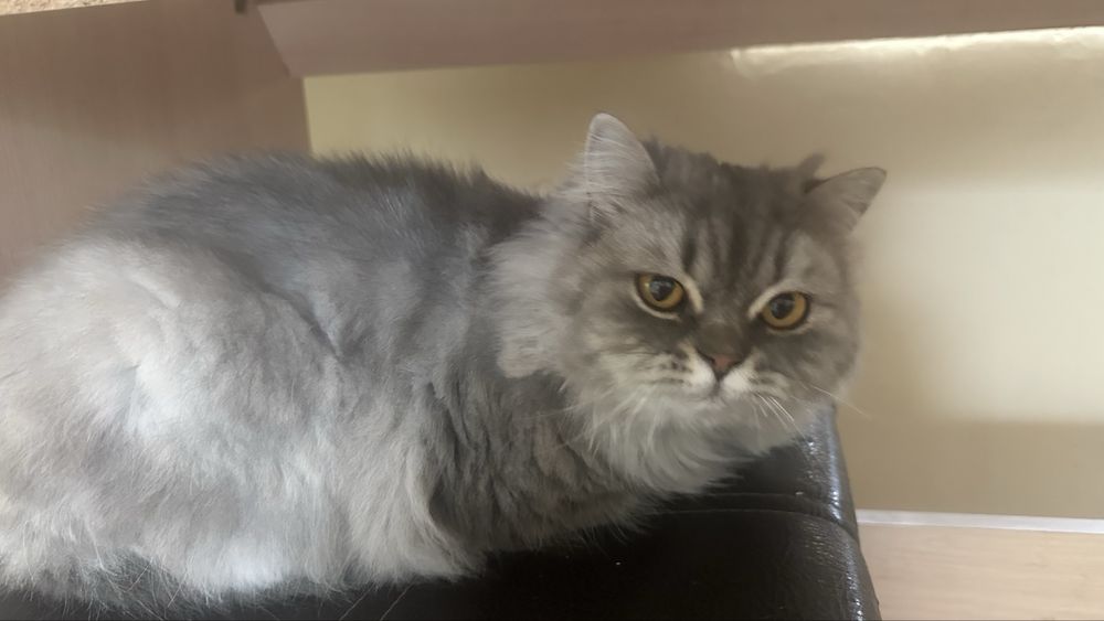 длинношёрстная кошка серого окраса