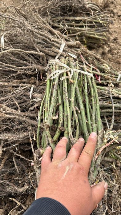 розы саженцы  Роза