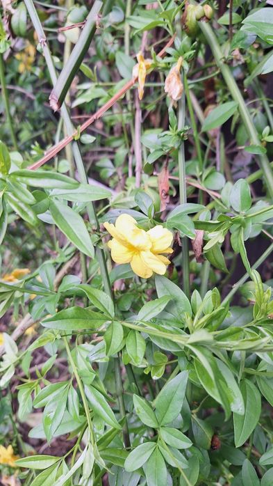 Продавам растение Зимен Жасмин (Jasminum nudiflorum)