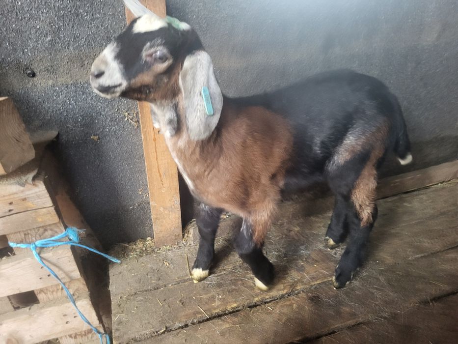 Tap de tinut si crescut