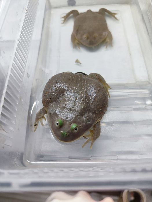 Лягушка Баджита  4-5см