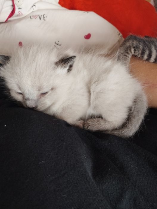 Сиямский котёнок