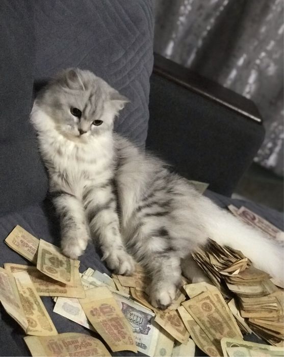 Продам шотландских  кошек