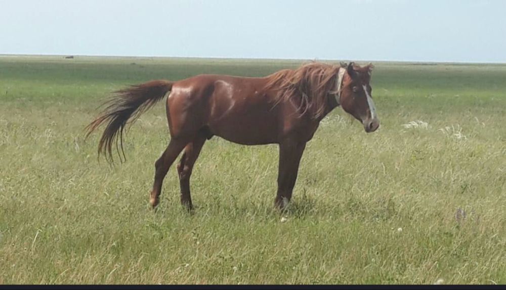 Продам лошадей 8 голов ( байтал)