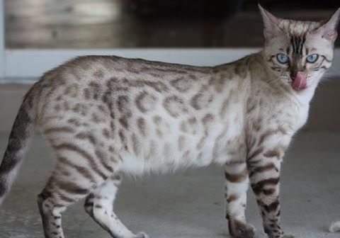 Продаётся  бенгальская кошка