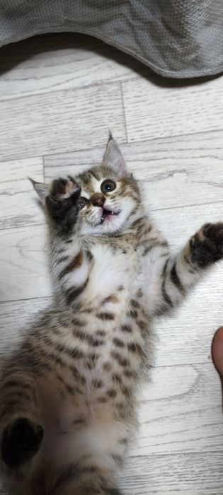 Отдаю котят в хорошие руки