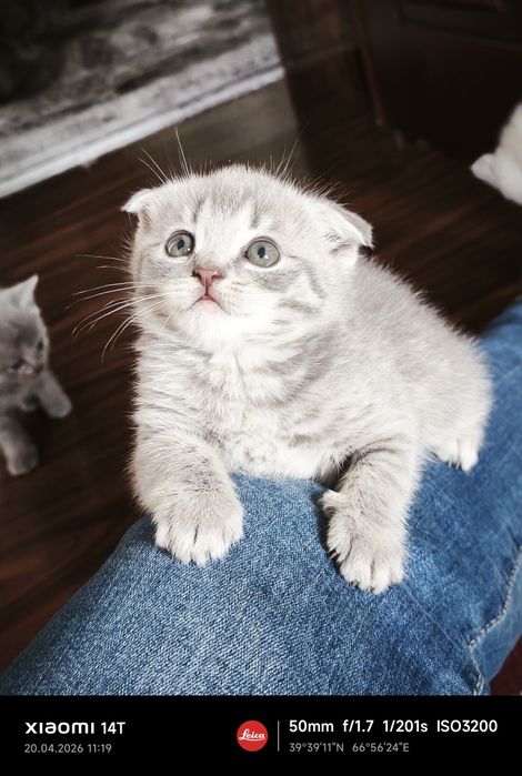 Продаю краткошертые котята скотиш