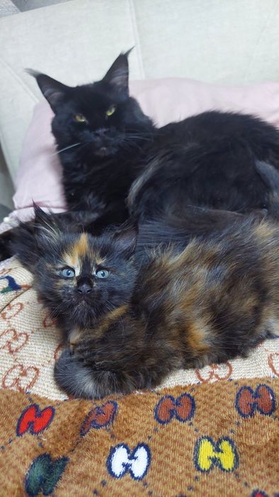 Котята Мейн-куны  с документами