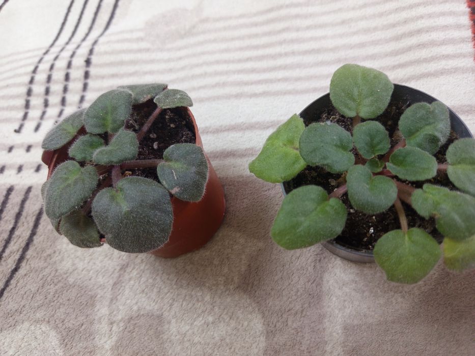 Отдам фиалки бесплатно