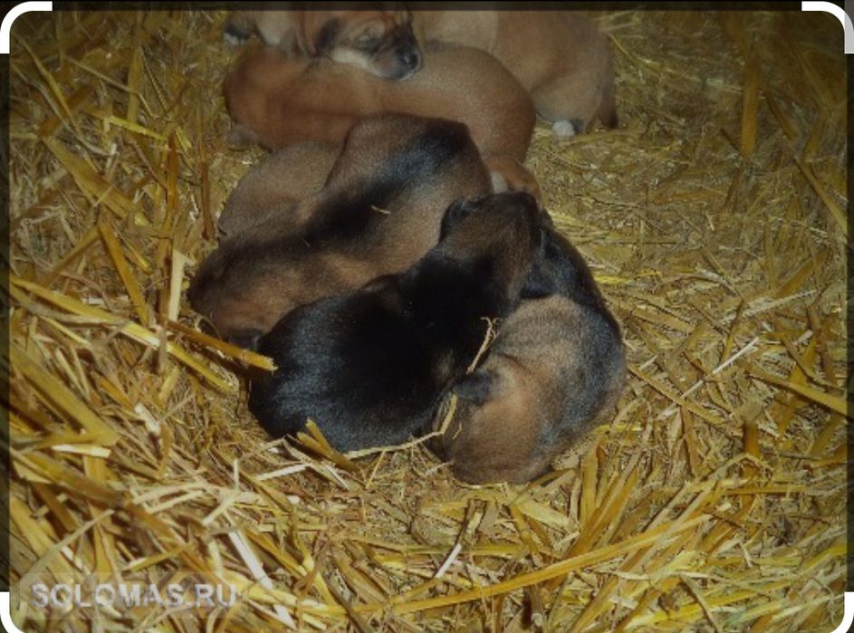Солома для собак, подстилка, в городе