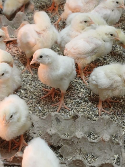 Цыплята броилер 10 днеи
