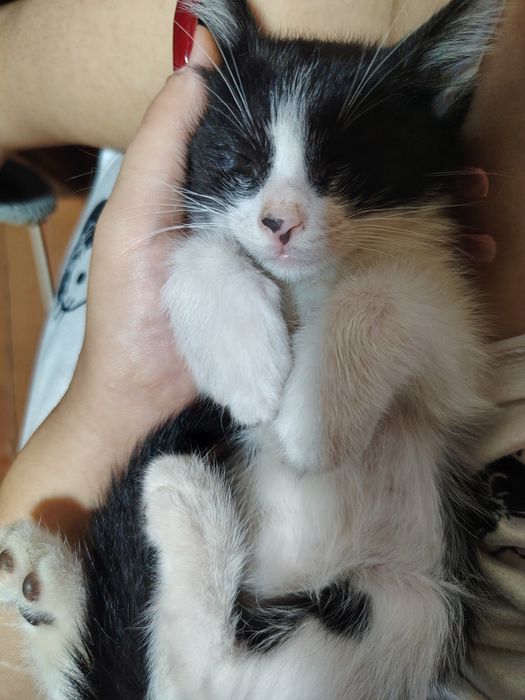 Отдаю котят в добрые руки