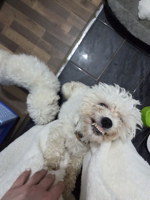 Catei bichon maltez