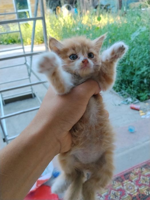 Отдам котенка бесплатно, очень пушистый