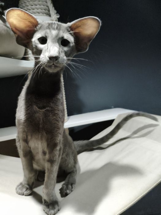 Ориентальные котята экстрим и современный тип