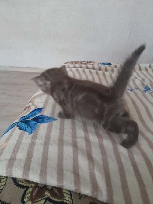 Продам  чистокровных Британцев