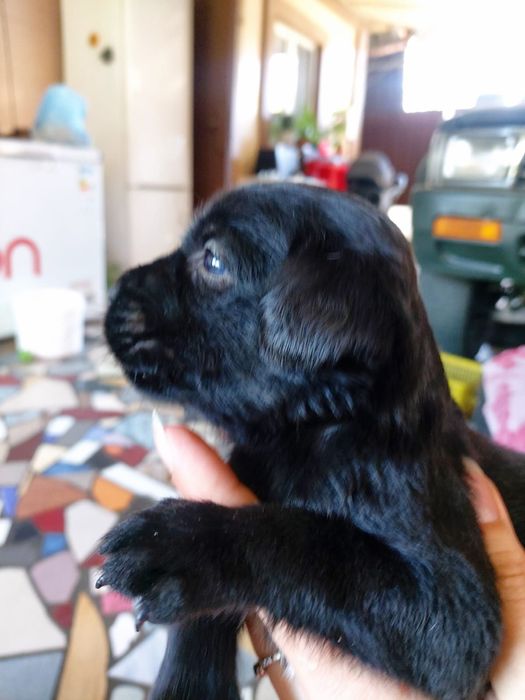 Отдам даром щенков. Папа кане корсо.