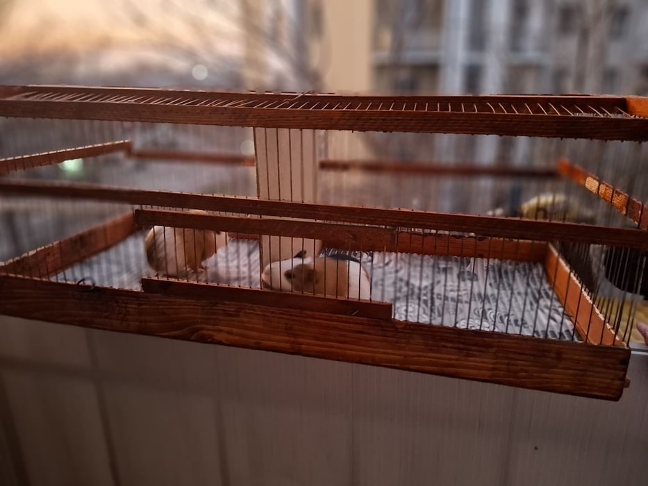 Клетка с с парочкой влюблённых морских свинок