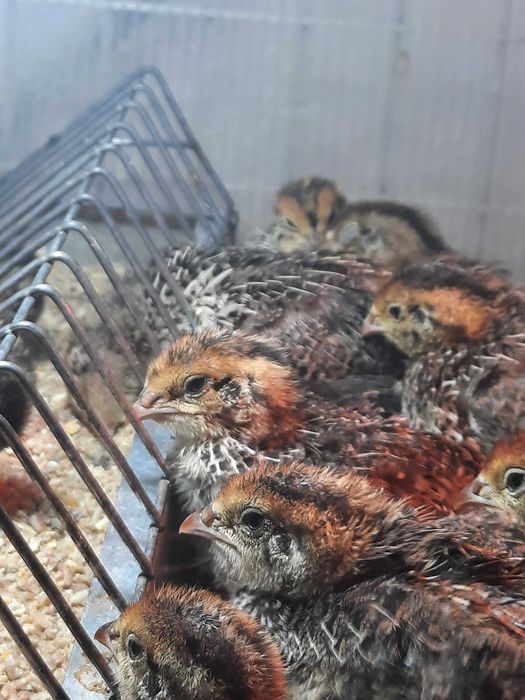 Puișori de prepeliță 2 săptămâni