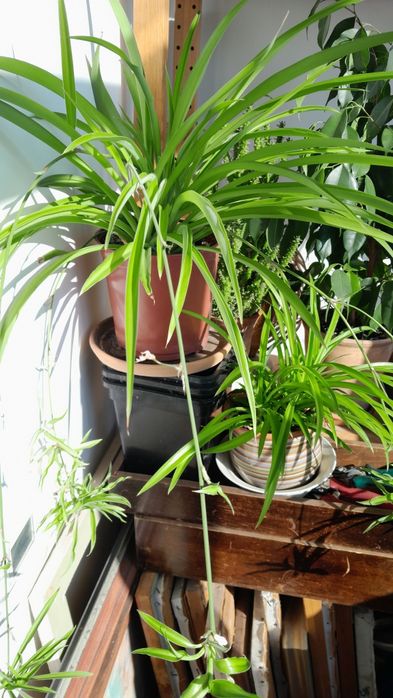 Хлорофитумы 4 растения