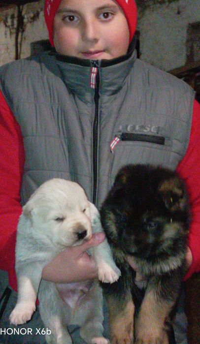 Немски овчарки на 3 месеца