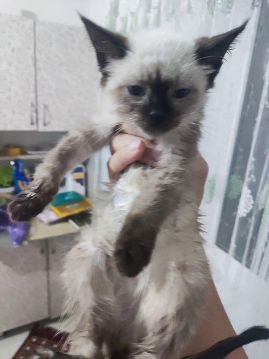 Маленькая кошка, кошка