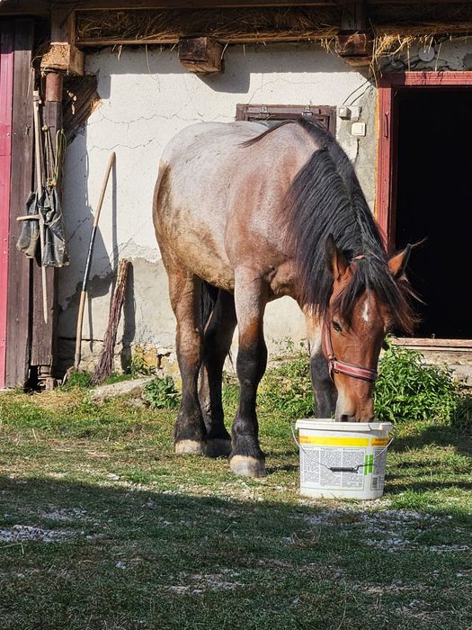 Cal castrat de vânzarepentru detalii  0753689271