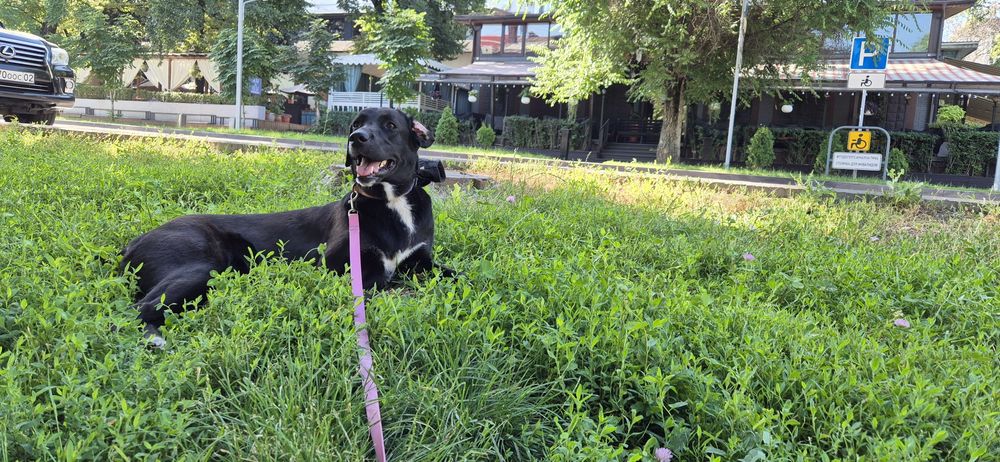 Пропала собака по кличке Гира