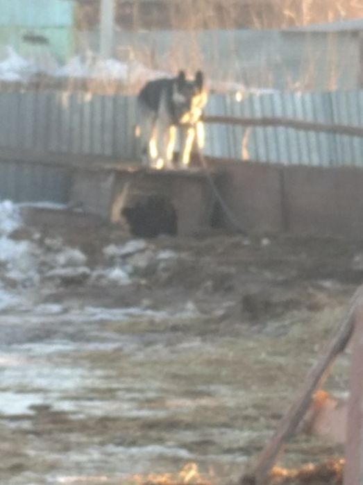 Восточный европейский овчарка