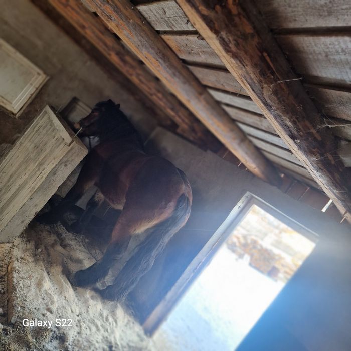 Iapă de 5 ani jumate.