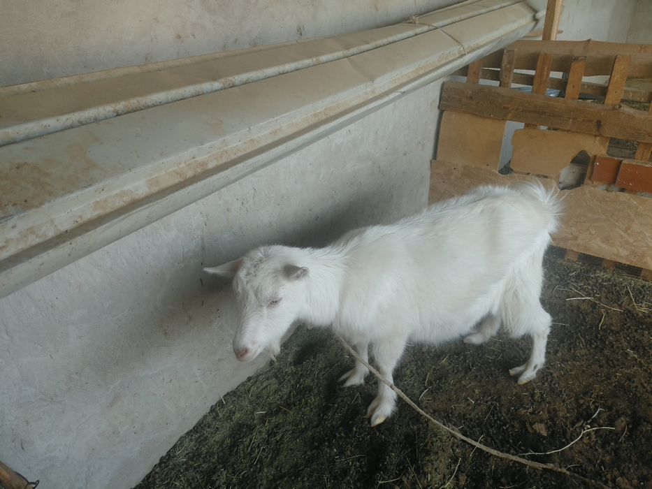 Орыс ешкі буаз март айында туады