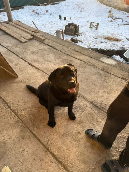 Продам лабрадора  40 000тг.