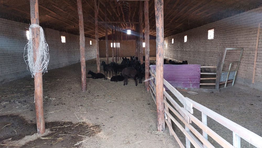 Продам фазенду!!!