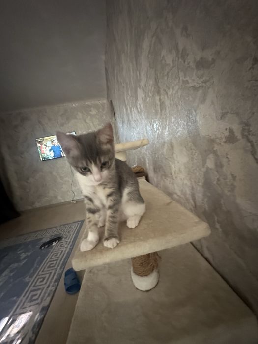 Срочно. Отдам в добрые руки котенка.