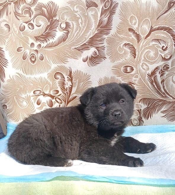 Красавицы девочки частично с лабрадором ищут дома