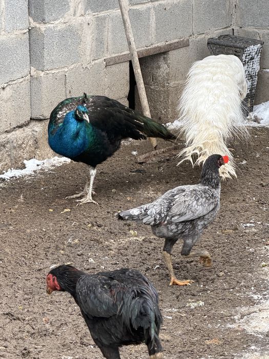 Черный павлин  молодой павлины