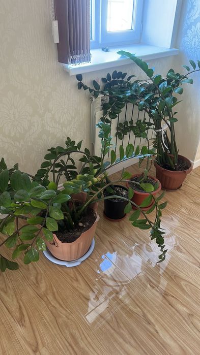 Долларовые цветы