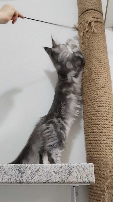 Băiețel Maine Coon cu pedigree - Luceris