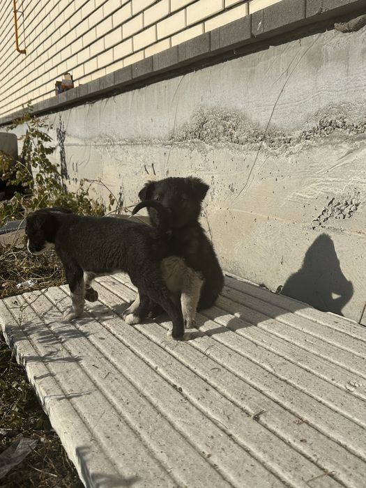 Щенята не породистые