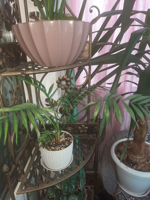 Срочно продам комнатные цветы