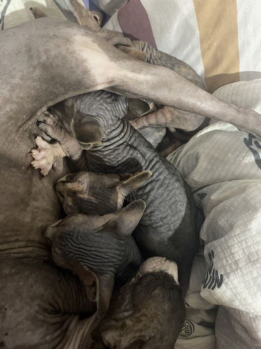 Продаются котята сфинксы