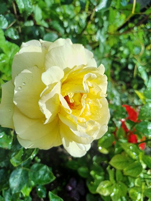 Розы для Вашего сада