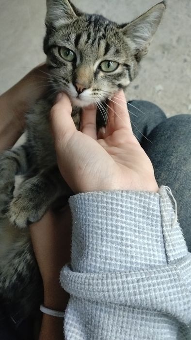 продаю котёнка девочка