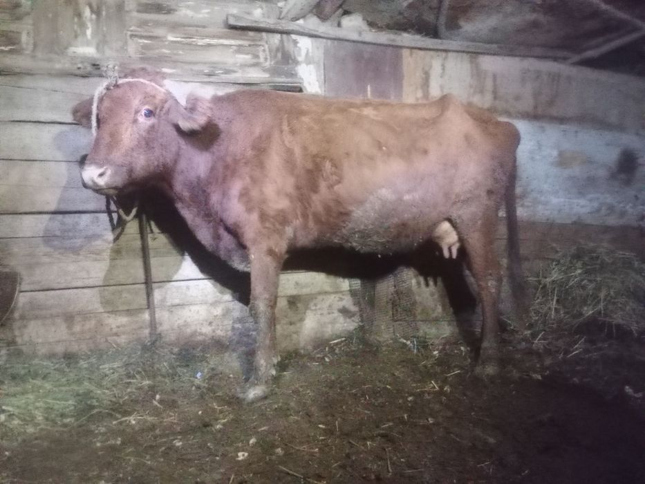 Bug‘o‘z 3-QORIN 6 oylik.