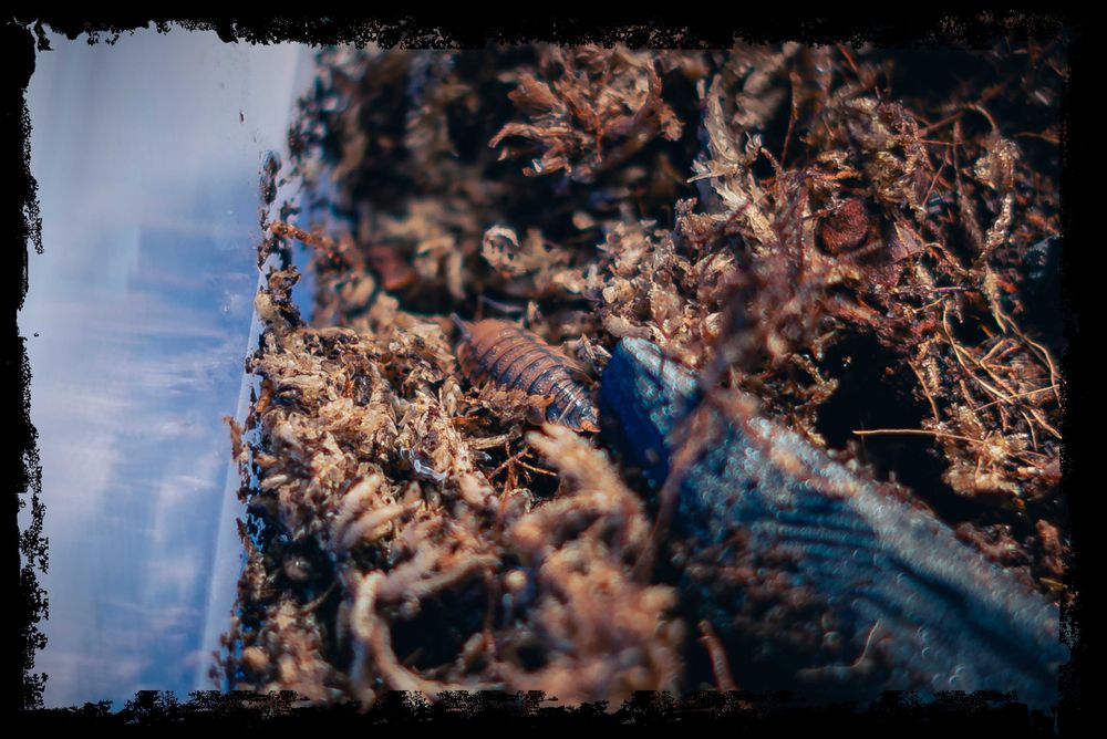 Продавам Изоподи/Мокрици за биоактивен терариум.