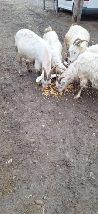 Vând capre gestante de rasă și foarte bune de lapte