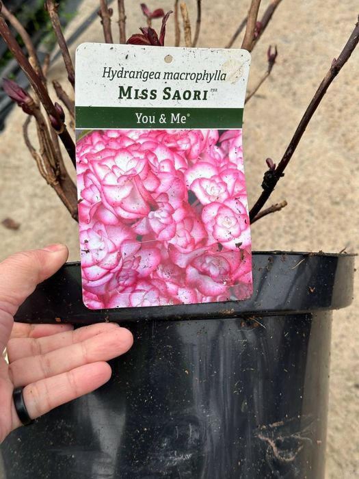 Махровая гортензия Мисс Саори