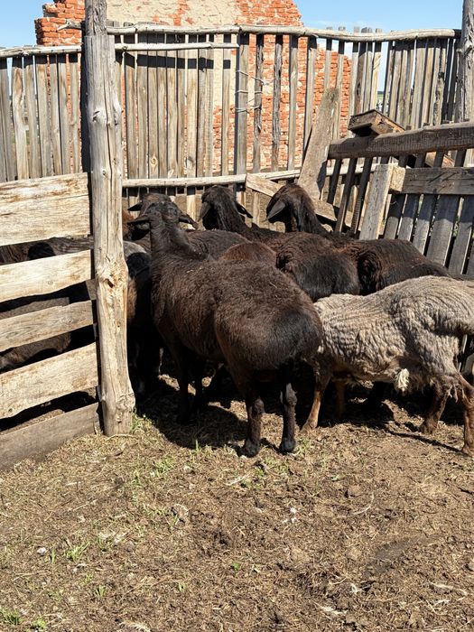 Продам гиссарских баранов производителей
